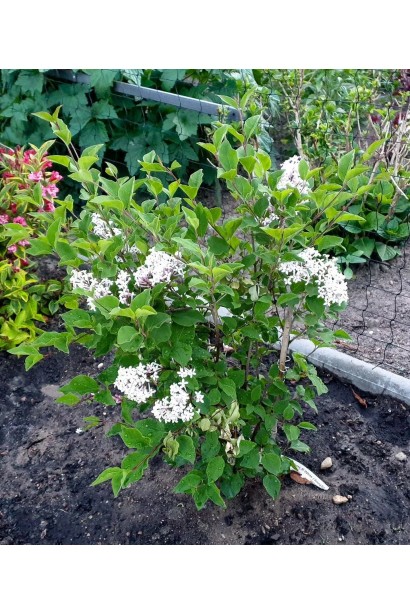 Syringa Flowerfesta White